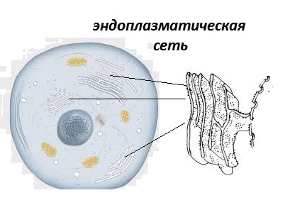 ЭПС